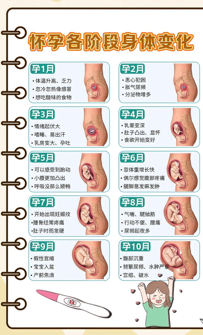 揭秘供卵代孕妈妈怀孕小腹分两节，孕期变化的奥秘驻马店代生机构: